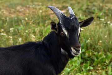 A black goat is grazing in the grass. Summer in the village. Farm animals grazing in summer. Organic  meat.