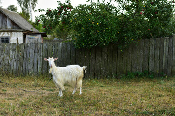 Obraz premium White goat grazing in the green grass. Summer in the village. Farm animals, farming.Organic meat. Organic milk.
