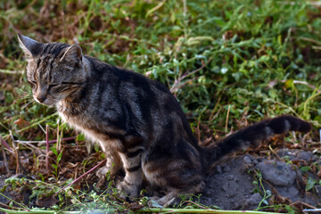 Pooping cat . The cat poops in the garden. Stripped cat go to the toilet. Cat defecation.