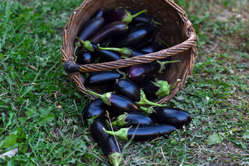 Eggplant at the locl farmer s market. A wicker  basket of eggplants. Fresh eggplant in basket on green grass. Food summer background. Harvest in the village.