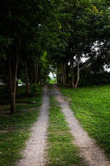 Grass Path For Vehicle Tracks