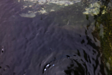 Ripples On Water Surface In Basin