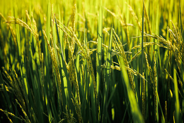 Nature's cycle: rice plants developing their precious grains in the sun.