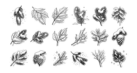 Hand-drawn winter foliage and cones collection in black and white