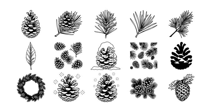 Hand-drawn pine cones and needles collection for natural designs
