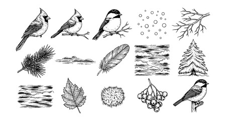 Fototapeta premium Detailed bird and nature elements collection featuring cardinals and winter branches