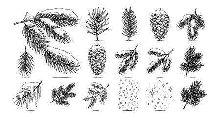 Hand-drawn snowy pine branches and cones with winter elements