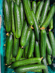 Freshly harvested cucumbers on wooden table. Green organic cucumber in market. Ripe cucumbers on the box. Food background.