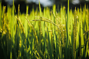 Rice fields fully panicle, signifying the forthcoming bountiful harvest.