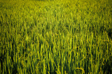Rice fields fully panicle, signifying the forthcoming bountiful harvest.