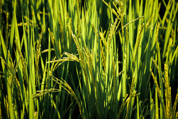 Rice fields fully panicle, signifying the forthcoming bountiful harvest.