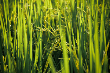 Rice fields fully panicle, signifying the forthcoming bountiful harvest.