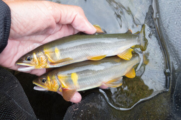 終盤の天然鮎