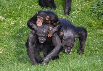 Captive animals in a wildlife park 