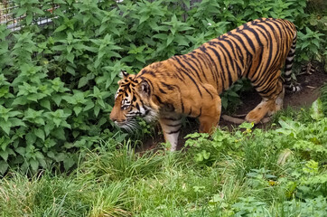 Captive animals in a wildlife park 