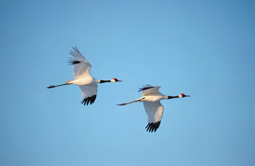 Fototapeta premium Two red crowned cranes fly across a clear blue sky in winter. These elegant birds have white bodies and black wing tips. Their distinctive red crowns are visible on their heads.