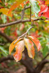 Autumn tree branch displaying colorful changing leaves