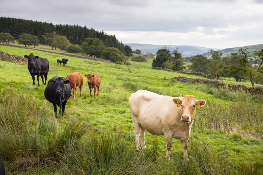 Herd of cows in a field in Nidderdale, Yorkshire Dales, UK