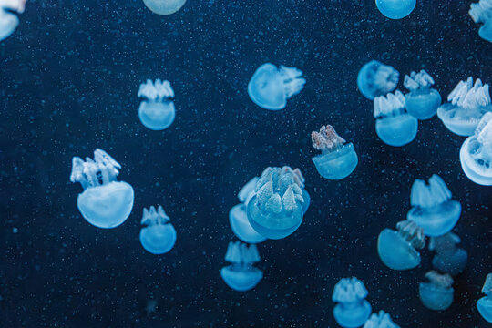 underwater photography jellyfish Blue Blubber Jelly, Catostylus mosaicus