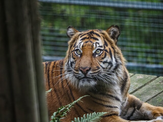 Naklejka premium Captive animals in a wildlife park 