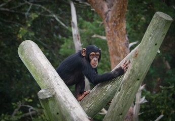 Captive animals in a wildlife park 