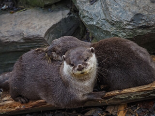 Captive animals in a wildlife park 