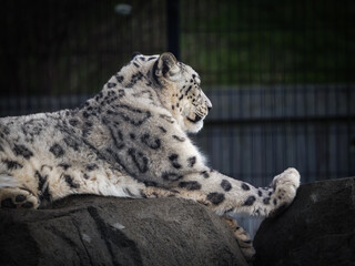 Captive animals in a wildlife park 