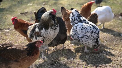Araucana rooster stands proudly among hens on a sunlit field, crowing loudly as the flock gathers in early spring daylight.