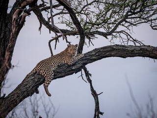 leopard resting on tree branch © Carel