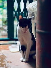 Cat seeking attention by her cute gestures