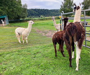 Alpakawanderung im Weserbergland