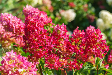 Close up of blooming pink hortensia, hydrangea paniculata flowers in sunny garden background, showcasing delicate petals and lush green leaves. Floral scene, botanical, gardening, and nature themes.