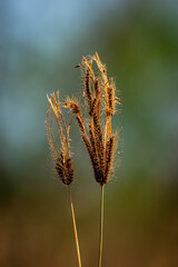 Close-Up of Wild Grass Seed Heads in Morning Light