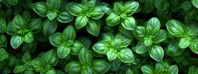 Top-down picture of Genovese basil plants. Basil (Ocimum basilicum), also called sweet basil, is a tender plant, and is used in cuisines worldwide.