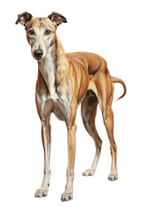 Obraz premium PNG Hound greyhound mammal animal.