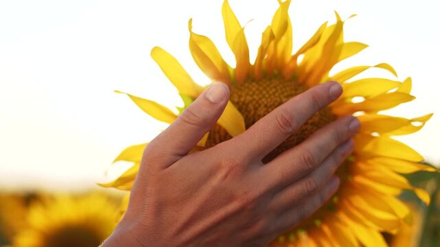 Agriculture. Close up of a hand with sunflowers. Agriculture business farming concept. Farmer arranging flowers with his hand sunflowers and. sunflowers. Farmer's hand touching.