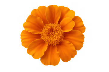 Orange marigold flower blooming, showing vibrant petals and central disc florets, isolated on transparent background