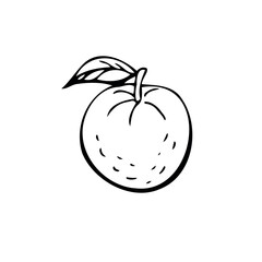 Tangerines thin black lines on a white background - Vector illustration