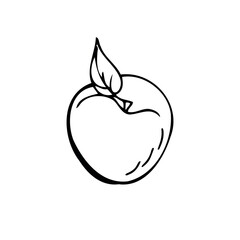 Plum thin black lines on a white background - Vector illustration