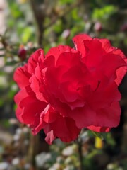 Red anjelina flower blooms in the garden 