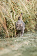Gray Tabby Cat Walking Through Tall Ornamental Grasses