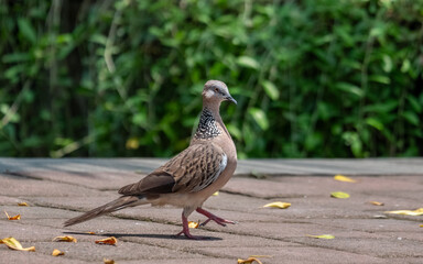 Spotted Dove on Leaf-Strewn Pavement