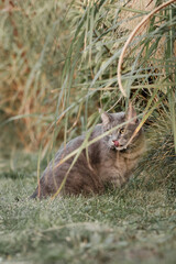 Peaceful Gray Tabby Cat Sitting Among Autumn Ornamental Grasses