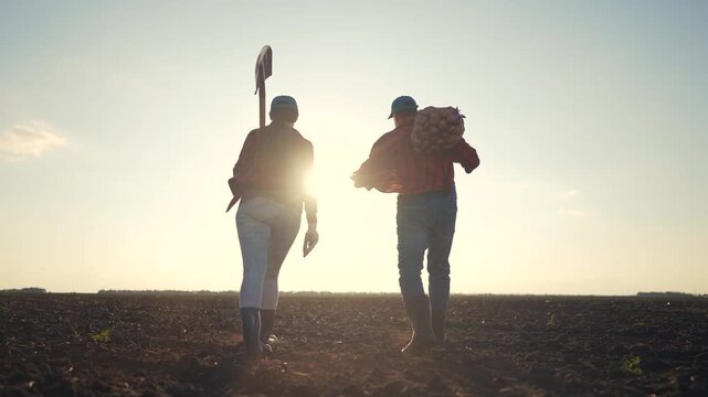 Farmers work in a field of potatoes. Agriculture business farming concept. A group of farmers walks by carrying a sack of potatoes. Group of farmers working on potatoes in a lifestyle field.