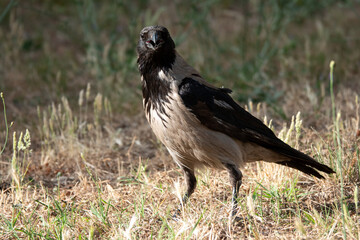 Perplexed crow looking at the camera