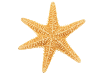 Isolated knobby Starfish, a decorative sea creature used in crafts and nautical décor