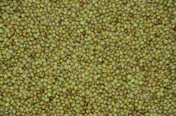 Dried Coriander Seeds Texture – Organic Spice Background