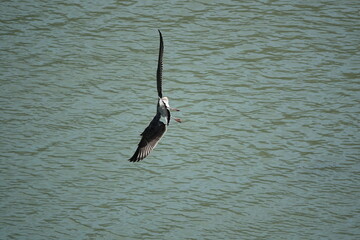 seagull flying over water