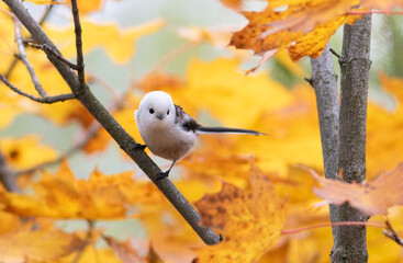 Long-tailed tit, Aegithalos caudatus. Autumn morning, a bird sits on a branch among yellow leaves © Юрій Балагула