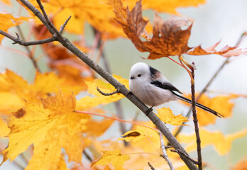 Long-tailed tit, Aegithalos caudatus. Autumn morning, a bird sits on a branch among yellow leaves © Юрій Балагула
